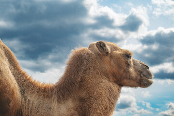 camel. The world of wildlife, animals in their natural habitat.