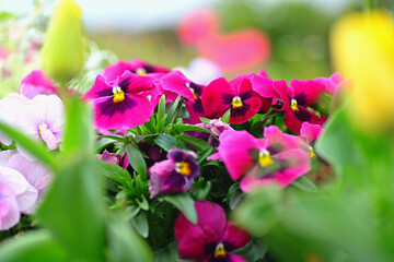 パンジー　pansy