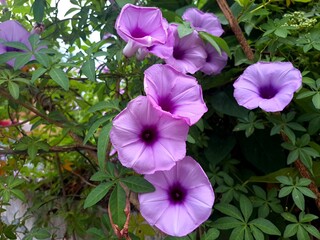 Puprple morning glory flowers. Purple flowers in the garden. Beatiful flowers in the nature. 
