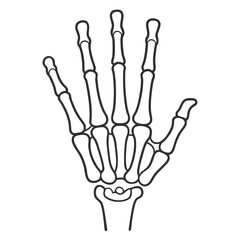 Minimal Line Art Hand Skeleton Illustration
