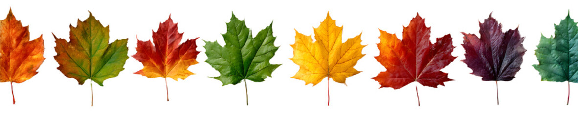Collection of falling isolated autumns colored maple leaves isolated on transparent or white background