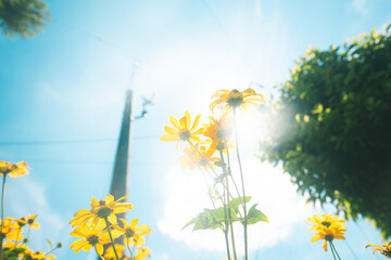 Fototapete bei efototapeten.de bestellen   