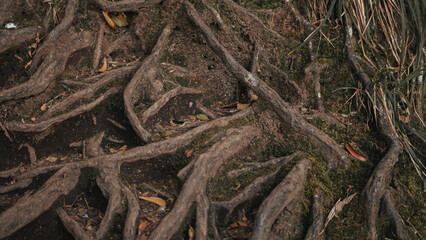 Intertwined Tree Roots on Forest Ground with Soil and Moss Texture