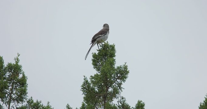 Northern Mockingbird Singing Away