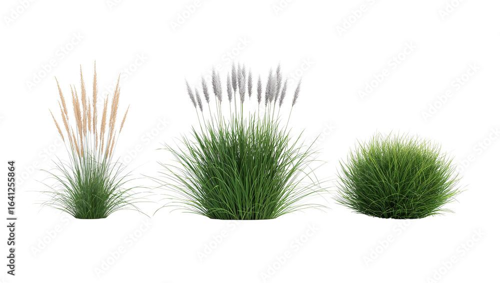 Poster ornamental grasses in various forms isolated on a transparent expansive backdrop