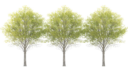 Fototapeta premium Isolated trees with verdant foliage create a vibrant natural element on transparent background