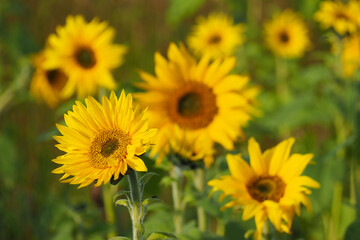 Sonnenblumenfeld