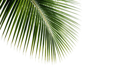 Obraz premium Isolated tropical foliage, featuring a lush green palm leaf, perfectly cut out for easy