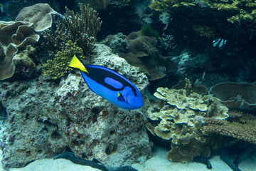 沖縄美ら海水族館のサンゴの海　ナンヨウハギ