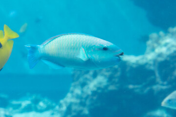 沖縄美ら海水族館　熱帯魚の海　ハゲブダイ