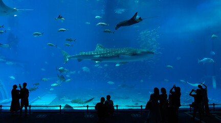 沖縄美ら海水族館　回遊魚たちが泳ぐダイナミックな黒潮の海と、それを眺める人々のシルエット © Chiho Oki