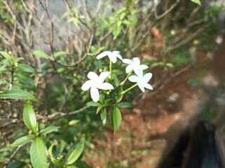 white jasmine flowers in the garden