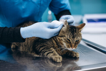 Veterinary checking cat and cleaning ears at vet clinic