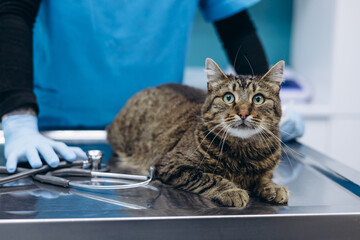 Veterinary checking cat at vet clinic