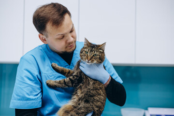 Veterinary checking cat at vet clinic