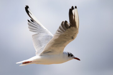 Close up of a flying seagull in french Brittany