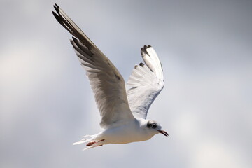 Close up of a flying seagull in french Brittany