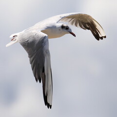 Close up of a flying seagull in french Brittany