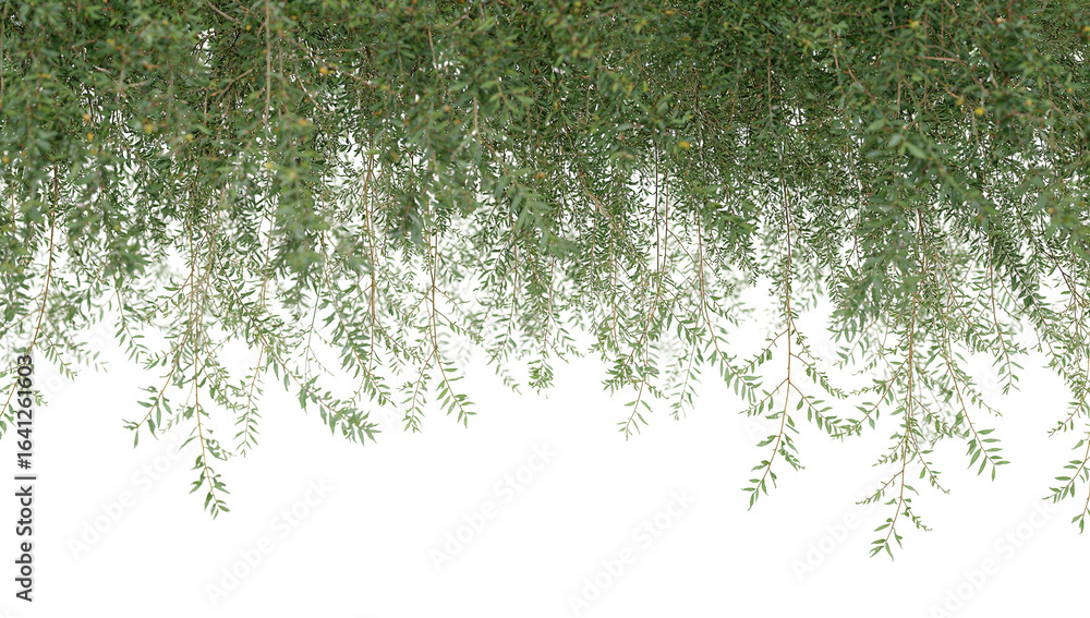Poster isolated botanical element featuring hanging leafy branches against a transparent backdrop perfect
