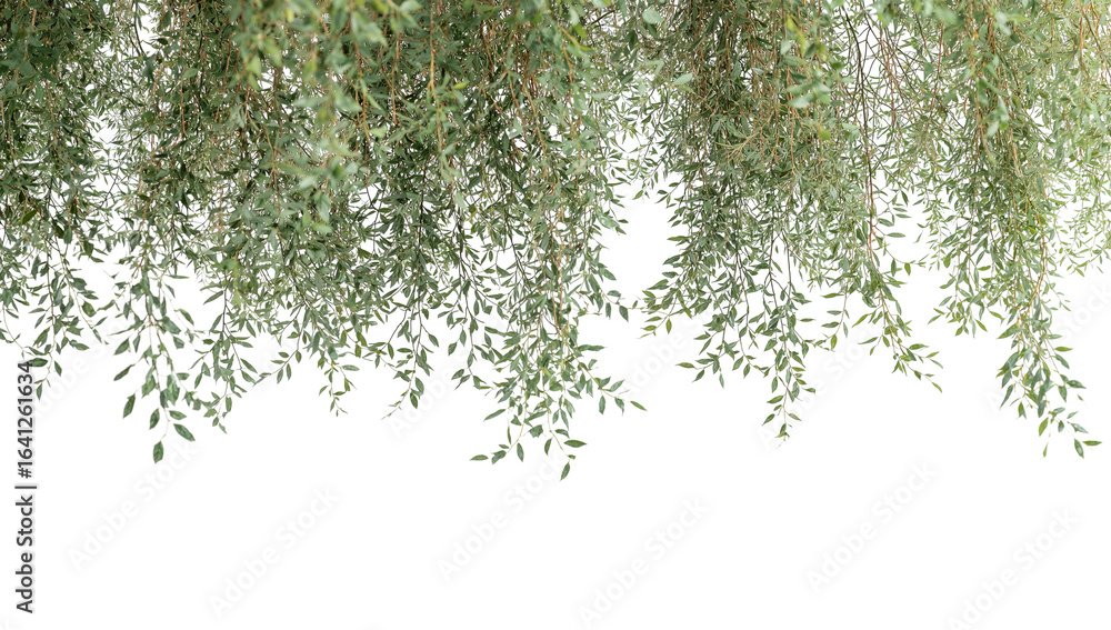 Poster cascading verdant foliage against isolated transparent canvas, creating a natural overhanging