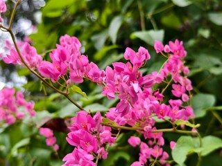 Antigonon leptopus plants are commonly planted in oil palm plantations