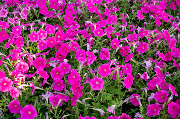 Background of blooming bright pink petunia growing in the garden on the flowerbed.