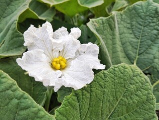Obraz premium White-flowered Gourd (Lagenaria siceraria) in organic plant garden