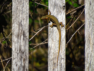 Lézard sur une palissade en bois