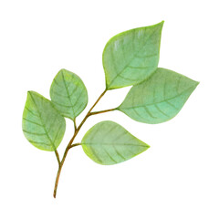 Obraz premium Branch with green leaves of plum fruit. Tropical foliage clipart. Watercolor illustration. Harvesting, production, gardening. Hand drawn isolated art. Greenery for menu design, packaging, recipes