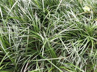 green grass background