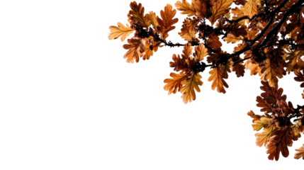 Autumn leaves in warm shades, isolated on white background for minimalistic designs.