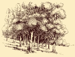 Deep forest in the sun hand drawing, artistic nature background © Danussa