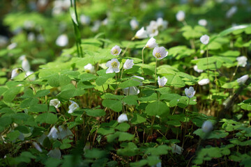 oxalis acetosella, common sour oxalis flowers, forest flowers