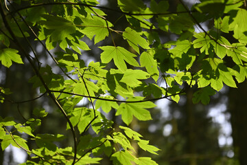 wald