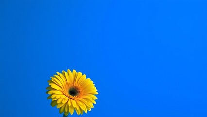 Single yellow gerbera in minimalist vase against vibrant blue gradient with dramatic lighting.