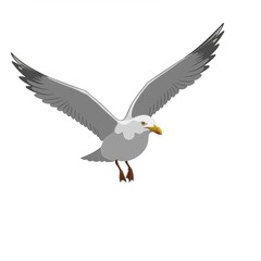 Obraz premium Gray and White Seagull in Flight Against White Background