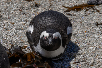 South African penguin sleeping on the beach