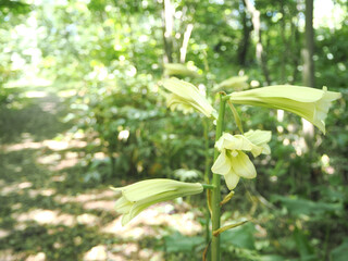 満開のオオウバユリの花