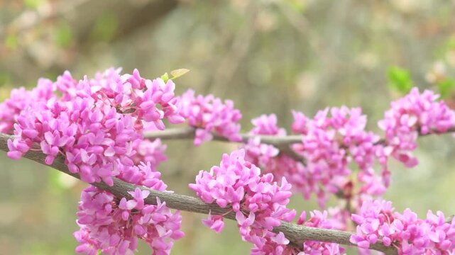 Bright pink flowers on a branch. A tree blooming in spring with beautiful inflorescences. Eastern redbud during flowering.