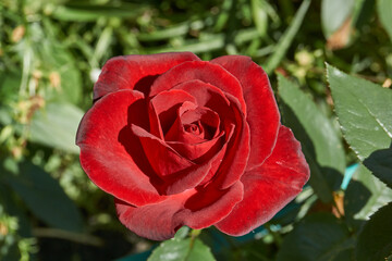 Red roses are blooming in the garden of the country house. Summer.