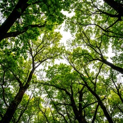 Fototapeta premium Lush forest canopy (1)