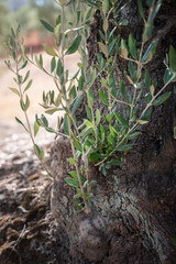 New olive branches growing from old trunk in the field