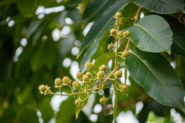 A bouquet of green-brown Lagerstroemia speciosa or giant crape-myrtle fruits, focus selective
