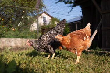 Two chickens grazing in a sunny backyard