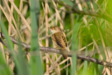 common reed warbler is perching on a twig close-up