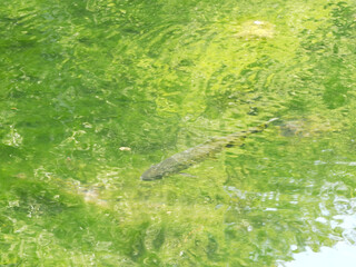 沼底まで見えるほど透き通る沼と鱒