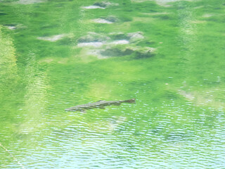 沼底まで見えるほど透き通る沼と鱒
