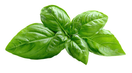 Fresh basil leaves isolated on a white background, ideal for culinary and botanical use.