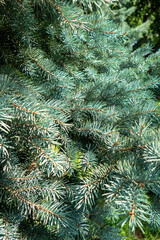 Blue spruce pine tree branch silver needles evergreen coniferous plant landscaping garden...