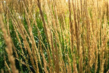 Obraz premium Golden wheat grain field ready harvest ripe cereal crop agriculture farming rural landscape